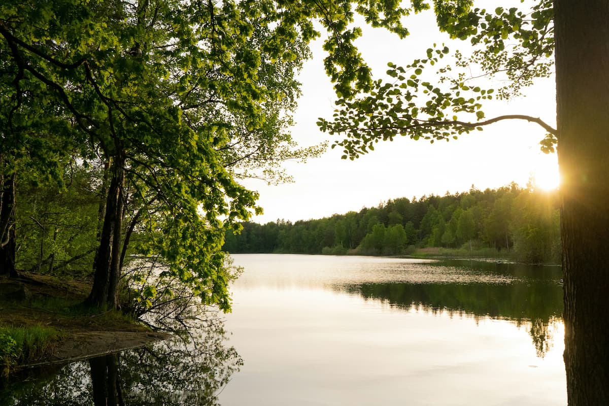 Skog och vatten
